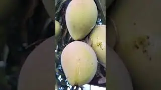 #Distance,lang abot muna mangga #hiyung,Moto vlog#larryberd, Moto vlog#avi official, vlog