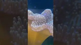 Have you ever seen a coral eat #toadstall #coral #aquarium
