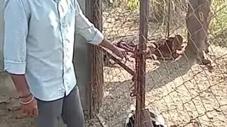 Ahmadnagar's farmer sharing his experience about SAG semen