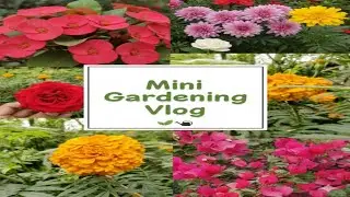 Sunday Gardening Vlog 🌿 | Aaj Ka Garden Routine, Plants Care & Peaceful Time