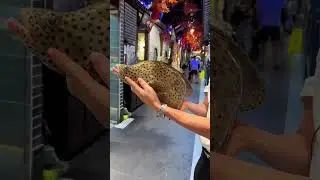 Spotted Mouse Grouper 🐟 | Rare and Beautiful Ocean Fish | Unseen Sea Beauty 🌊