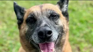 Senior dogs, pit bulls and fostering: DMV animal shelters flag what help animals need now | NBC4