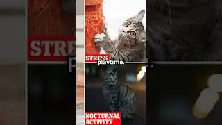 A cat scratches furniture: Why?