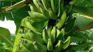 Mostrando como está a lavoura de banana Prata Anã no modo ADENSADO. 1ano e 5 meses de plantada