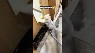 Cats with ZERO Brain Cells 😹| Funny Cat Shorts 2025 #cat #funnypets #funnyvideos #memes #shorts