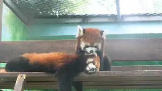 Red Panda massage service