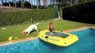boating dogs