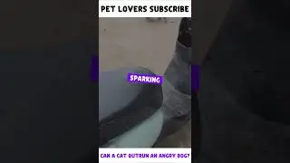 Cat Hits Dog, Sparks Rage &ndash; Cat&rsquo;s Escape Shocks All! 🐱🐶