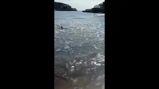 Huge shark spotted circling Spanish beach sending panicked swimmers scrambling