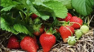 Red red strawberry @🍓#farming