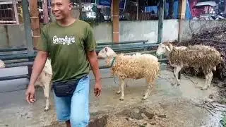 Update Pasar Pleret Harga Domba #domba #dombalokal #sheep #ternak #peternaksejahtera #pedagangdomba