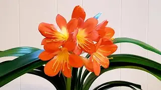 君子兰的种植方法 Clivia Care