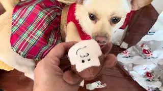 Merry Christmas 2025 from the furry family. 