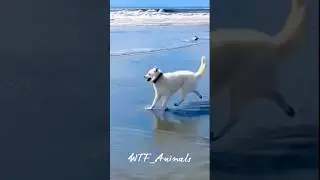 Dancing Dog Alert! This Pup&rsquo;s Moves Will Make Your Day! #funny #funnyanimals #funnydogs #viralvideo