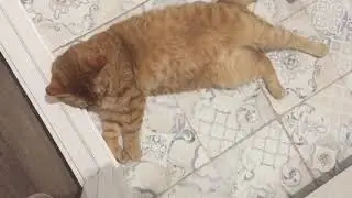 #700 Картинки из моей жизни