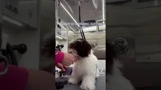 Щенок гаванской бишон-биш получил первую стрижку! #шорты