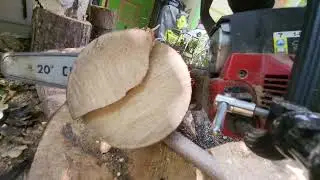 Palm isn't wood! - Cutting a Palm log