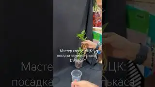 Приехал новый замик! Сажаем #цветочнаяклептомания #замиокулькас #zamioculcas #посадкарастений #экзот