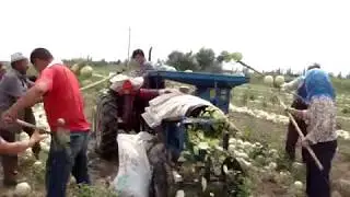 Pumpkin seed separating extractor | watermelon seeds separator harvesting machine | seeds remover