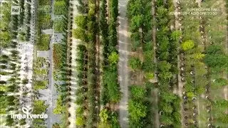 Pistoia: gli alberi della vita - Linea Verde Estate 13/08/2017