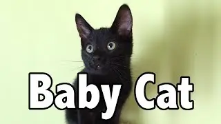 Baby Cat - Baby Shark (Cat Version)