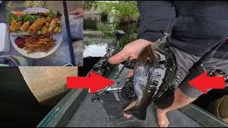 Bluegill Po'boy sandwich!(monster bluegill)