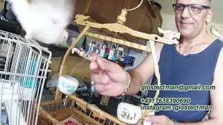 Wie wird mein Kanarienvogel Handzahm?! by glosterman (erste phase)