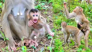 Wow...Cute action of mommy monkey Sabe and baby monkey Sada.