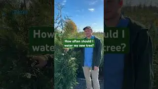 Here&rsquo;s how often you should water your privacy trees. 🌲💦 #landscaping #fastgrowingtrees #evergreen