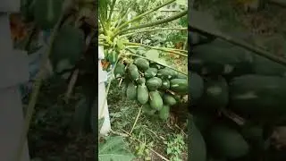 Sideways papaya