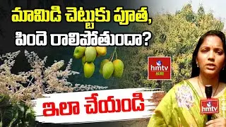 మామిడి చెట్టుకు పూత, పిందె రాలిపోతుందా? ఇలా చేయండి | Nelathalli | hmtv Agri