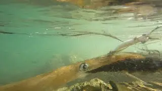 Squidding at marino rocks