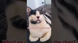 Why you hit your husband with a chair?