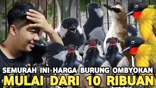 PEMIKAT TEPOK JIDAD !! JUAL BURUNG KAYA JUAL CILOK BURUNG OMBYOKAN DR 10 RIBU DI PB PRAMUKA HARI INI