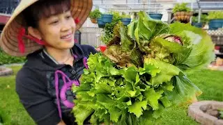 Thu hoạch xà lách búp tím bự chảng, xữ lý đất trồng lại cải trắng trên chậu 🇨🇦576》 Vườn Rau Việt