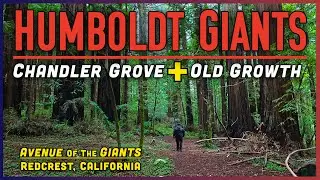 Walking Among GIANT Redwoods 🌲 Avenue of the Giants | Chandler Grove, Humboldt County