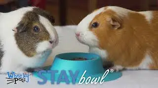 STAYbowl Tip-Proof Bowl for Guinea Pigs and Small Pets