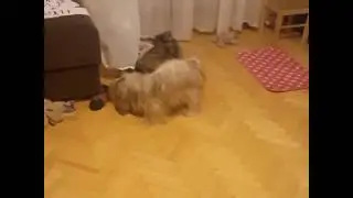 Maluszki Lhasa apso The Tibetan Pride