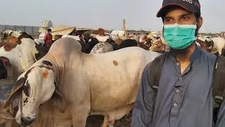 🔴 Live RATES, BARGAINING At Sohrab Goth Cow Mandi 2020 | 21st Live of Bakra Eid 2020 | Qurbani Cows