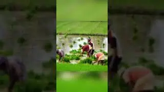 farmers struggles in agriculture India  #india #trending farmer status/ farmer what's app status