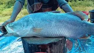 Fish Cutting Live Today | Watch Fresh Sea Fish Cleaned & Cut by Expert Hands in Real Time