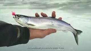 Ice-fishing tips: Techniques for catching kokanee