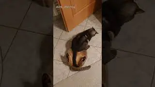 Alice, in an outburst of love, pounced on kissing handsome Koty🤣🤣🤣Алиса в порыве любви к красавчику.