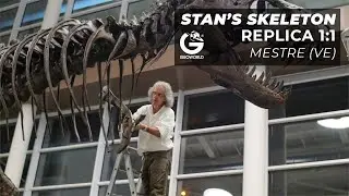 Stan's Skeleton Replica 1:1 - Mestre (Ve)