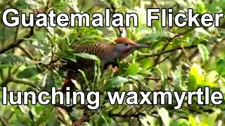 Guatemalan Flicker