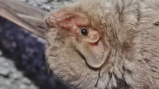 Schreibers' bat - Miniopterus schreibersii - Cyprus