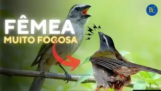 🔥Fêmea Trinca NO PONTO! Fogueia o Macho em Segundos! Trinca-Ferro de Fibra 