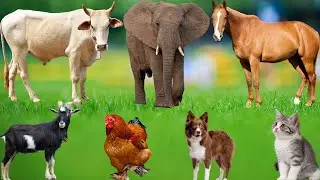 Friendly Farm Animals: Dog, Cow, Chicken, Cat, Sheep, Goat, Horse, Pig, Rabbit, Deer &ndash; Cute Animals