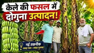Double Your Banana Yield!🌱 New Farming Technology Revealed #farming #aasankheti