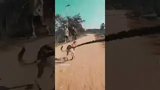 Dia de treino no parque #canicross #mushing #c&atilde;es